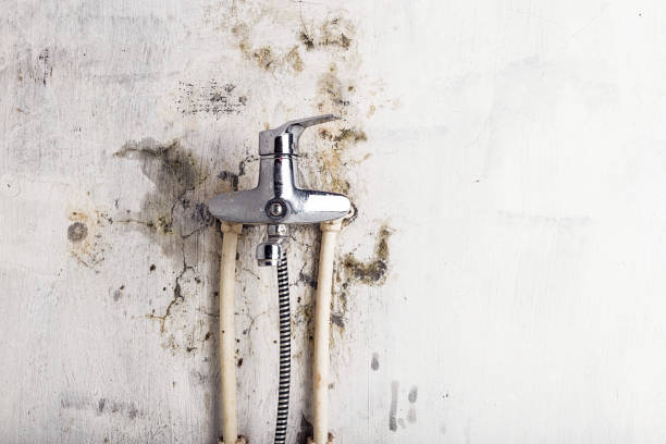 Best Professional Mold Removal  in Harleysville, PA