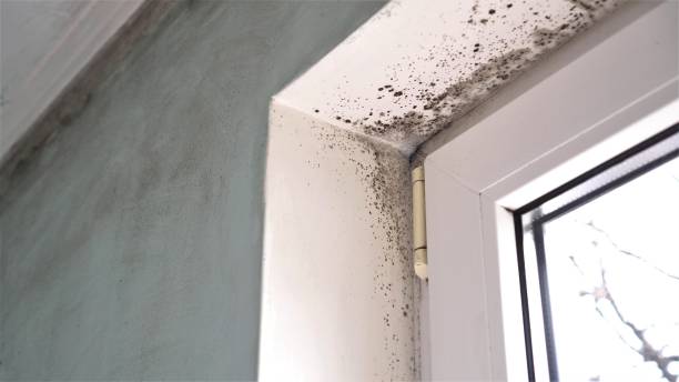 Best Commercial Mold Removal  in Harleysville, PA