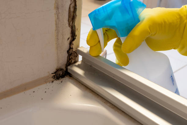 Mold Testing and Removal in Harleysville, PA