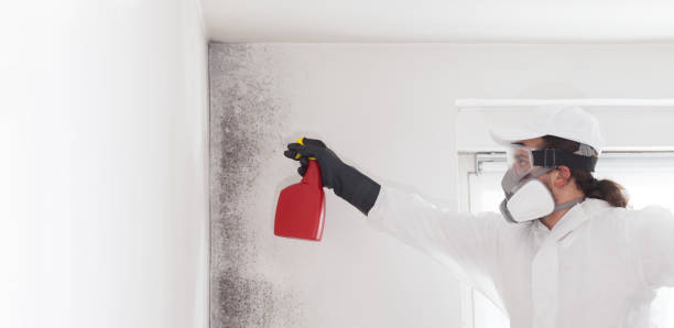Best Same-Day Mold Removal  in Harleysville, PA