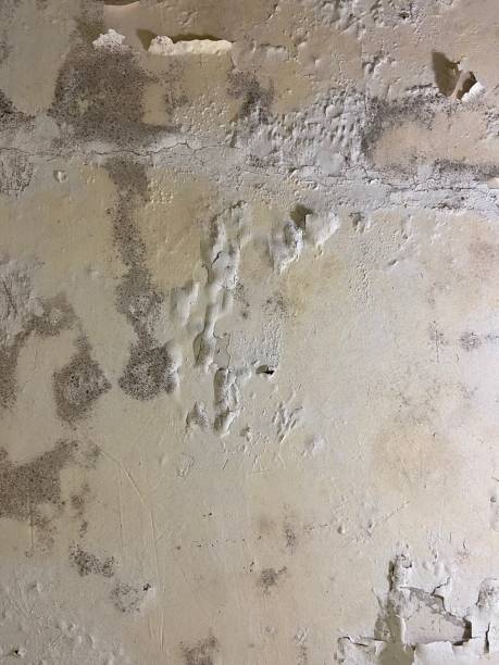 Mold Removal and Inspection in Harleysville, PA