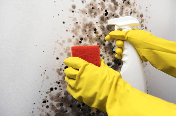 Reliable Harleysville, PA Mold Removal Solutions