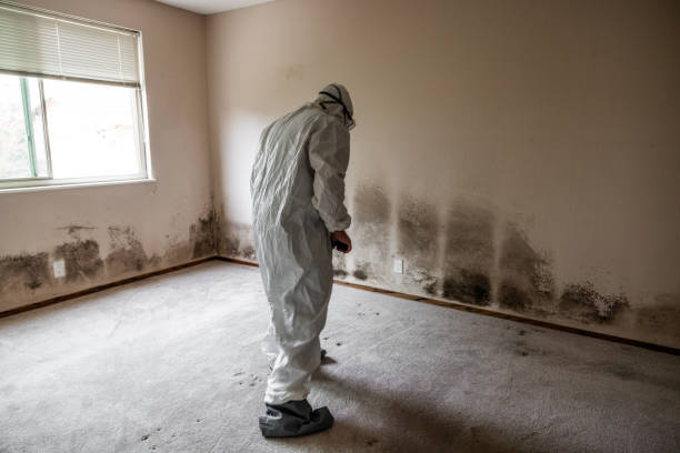 Best Fast Mold Removal  in Harleysville, PA