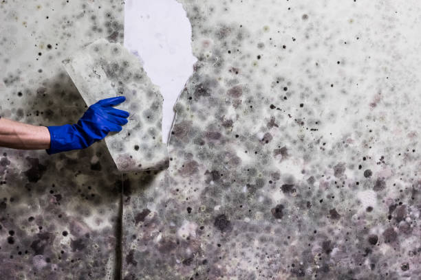 Best Crawl Space Mold Removal  in Harleysville, PA