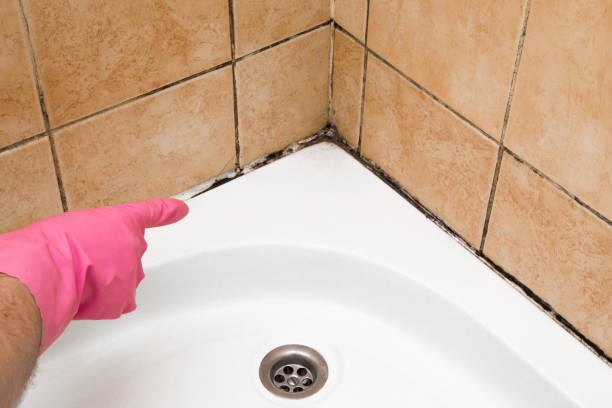 Best Mold Testing  in Harleysville, PA